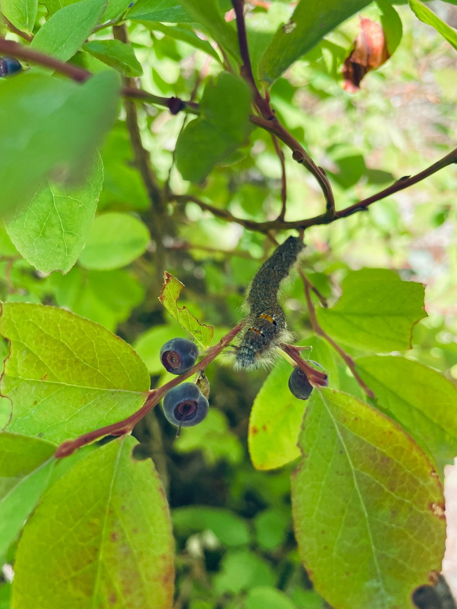 brown and black butterfly on green leaf during daytime