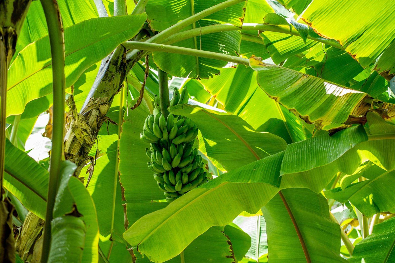 green banana tree during daytime