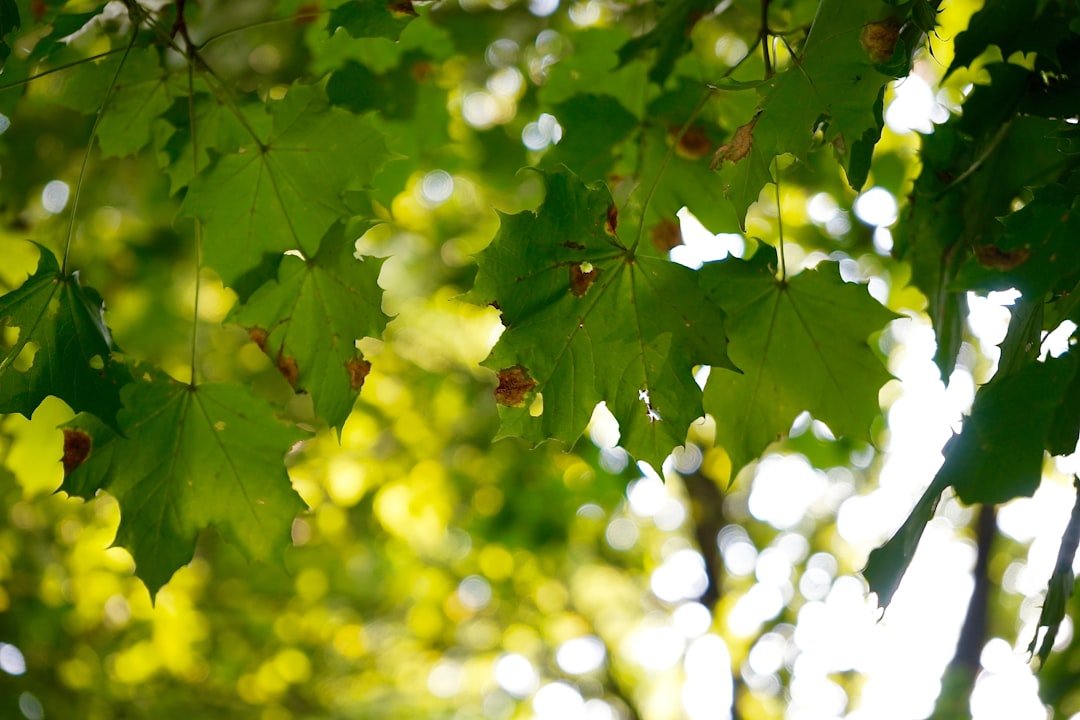 Photo Grape leaves