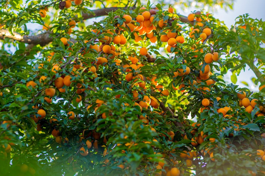 Photo Fruit tree