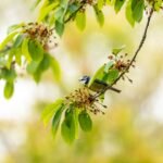 Bird Cherry: A Natural Remedy for Health and Wellness