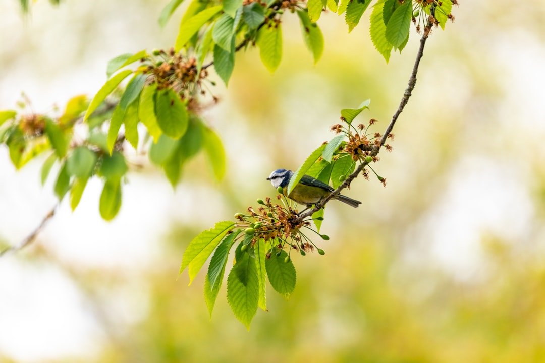 Photo Bird cherry tree