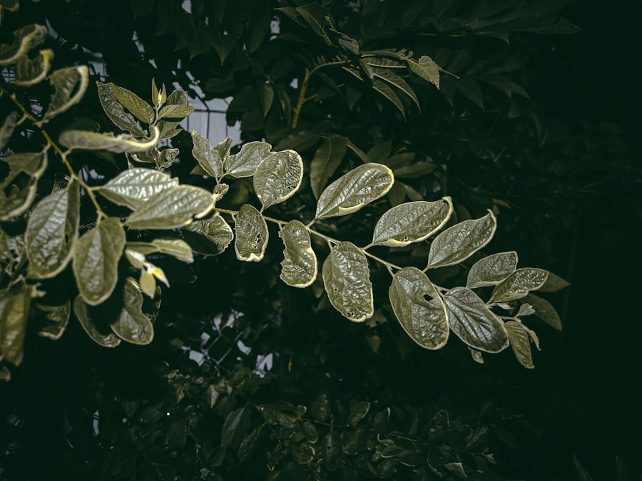 Epazote leaves