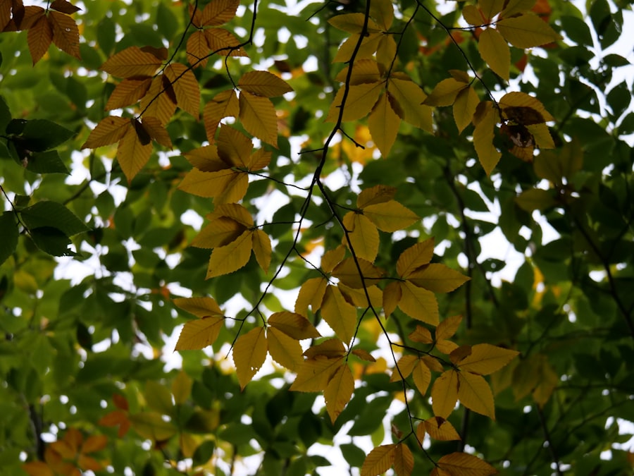 Shiso leaves