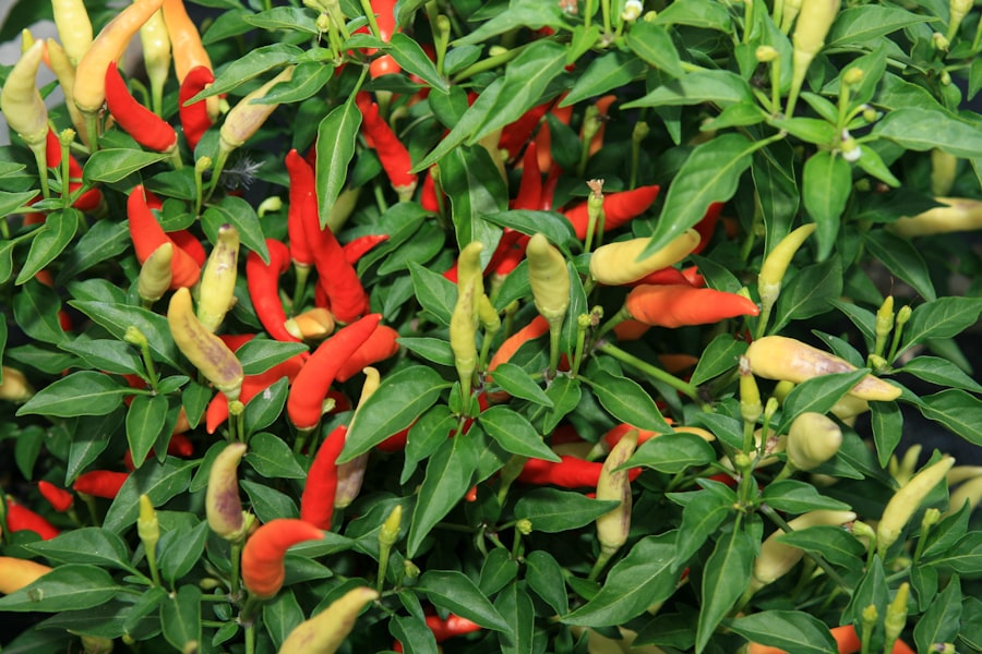 Photo Long Pepper