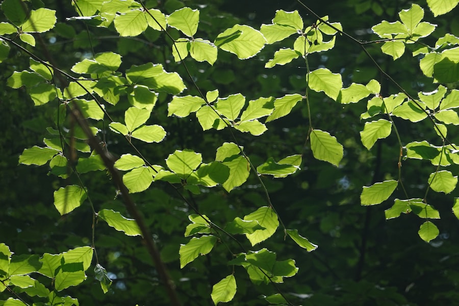Photo Epazote leaves