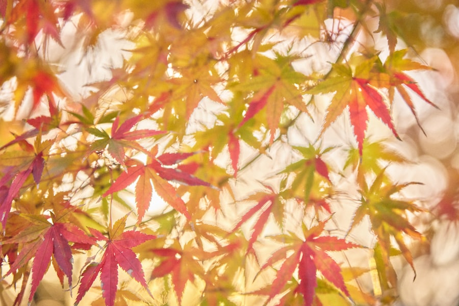 Photo Shiso leaves