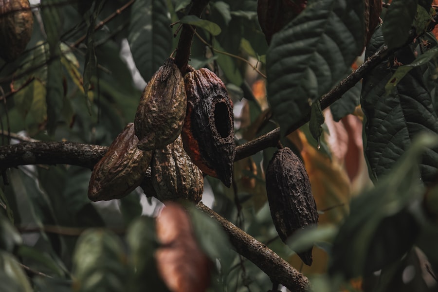 cacao